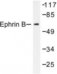 AP06387PU-N - Ephrin-B1