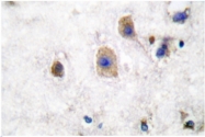 AP06105PU-N - Ephrin-B3