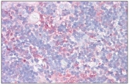 AP31753PU-N - Galectin-9