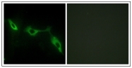 AP31753PU-N - Galectin-9