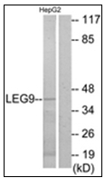 AP31753PU-N - Galectin-9