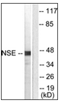 AP31758PU-N - Neuron specific enolase