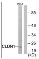 AP31760PU-N - Claudin-1 / CLDN1
