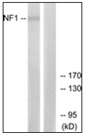 AP31762PU-N - Neurofibromin