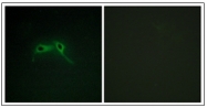 AP31762PU-N - Neurofibromin