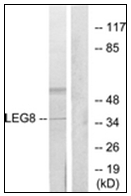 AP31763PU-N - Galectin-8