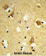 AP50210PU-N - APOBEC3F