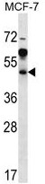 AP50226PU-N - Arfaptin-1