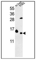 AP53719PU-N - RPL37