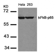 AP02557PU-S - RELA / NF-kB p65