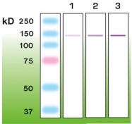DB 017-0.05 - Nephrin