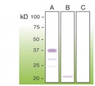 DB 033-0.05 - CD230 / PrP