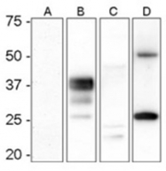 DB 033-0.1 - CD230 / PrP