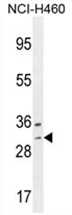 AP54533PU-N - WBSCR27