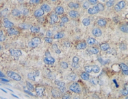 SM2289P - MCP1 / CCL2