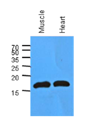 AM39005PU-N - Myoglobin