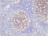 DB 057-0.5 - CD10 / Neprilysin