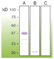 DB 080-0.1 - CD230 / PrP
