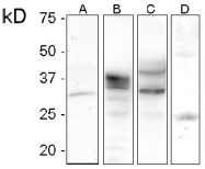 DB 080-0.1 - CD230 / PrP