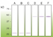 DB 123-0.05 - Bax