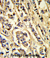 AP54510PU-N - CD309 / VEGFR-2 / Flk-1