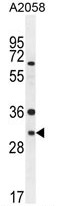 AP50263PU-N - ARV1