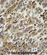 AP50268PU-N - ASB17
