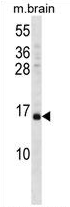 AP54499PU-N - VAMP-3 / Synaptobrevin-3