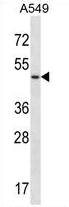 AP54496PU-N - Urotensin II receptor (UTS2R)