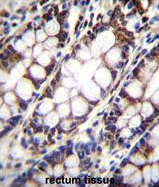 AP54481PU-N - UQCRFS1 (Complex III subunit Rieske)