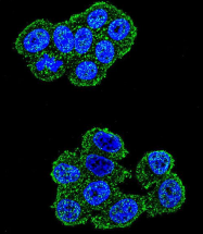 AP54481PU-N - UQCRFS1 (Complex III subunit Rieske)