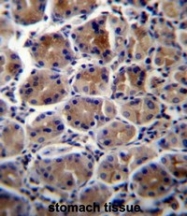 AP50295PU-N - CD298 / ATP1B3