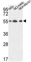 AP50297PU-N - ATP synthase subunit alpha