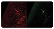 AP31791PU-N - GFP