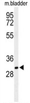 AP50343PU-N - BASP1