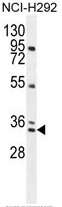 AP50347PU-N - BCA3