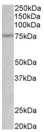 AP31775PU-N - CD271 / NGFR