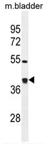 AP54426PU-N - Glutaredoxin-3 / GLRX3