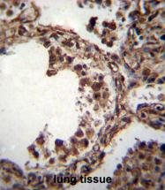 AP54414PU-N - alpha Tubulin / TUBA1C / TUBA6