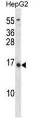 AP50371PU-N - Osteocalcin