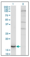 AM31963PU-N - Cytochrome b5