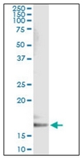 AM31963PU-N - Cytochrome b5