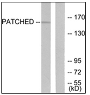 AP31827PU-N - PTCH1