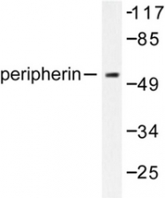 AP06284PU-N - Peripherin