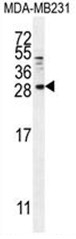 AP50402PU-N - Betacellulin