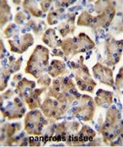 AP50402PU-N - Betacellulin