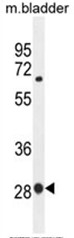 AP50403PU-N - BTF3