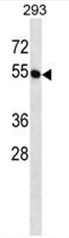 AP50406PU-N - BTN2A1