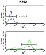 AP54377PU-N - Tetraspanin-2 (TSPAN2)