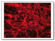 AP02127PU-S - Myostatin